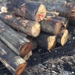 Oversized Red Oak Logs